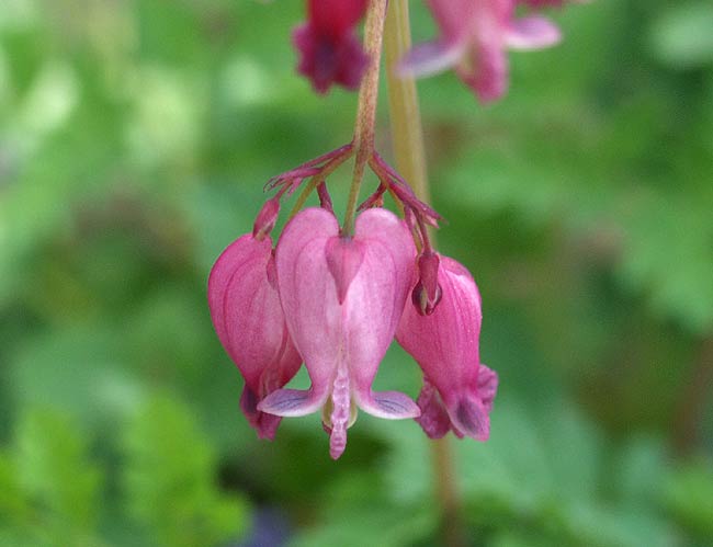 dicentra