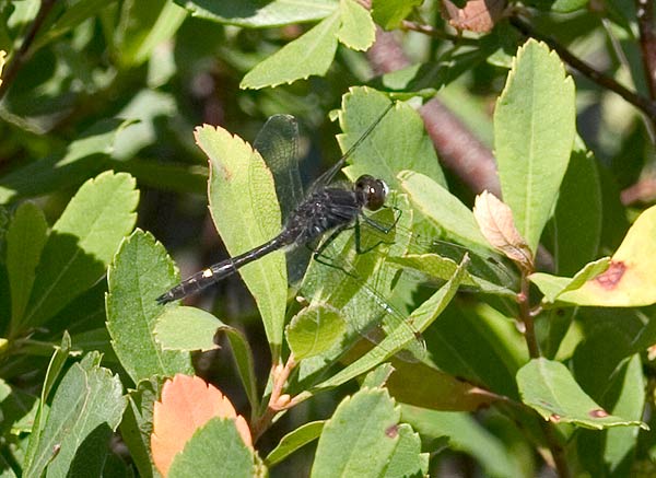 dot tailed white face