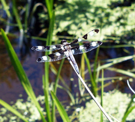 dragonfly