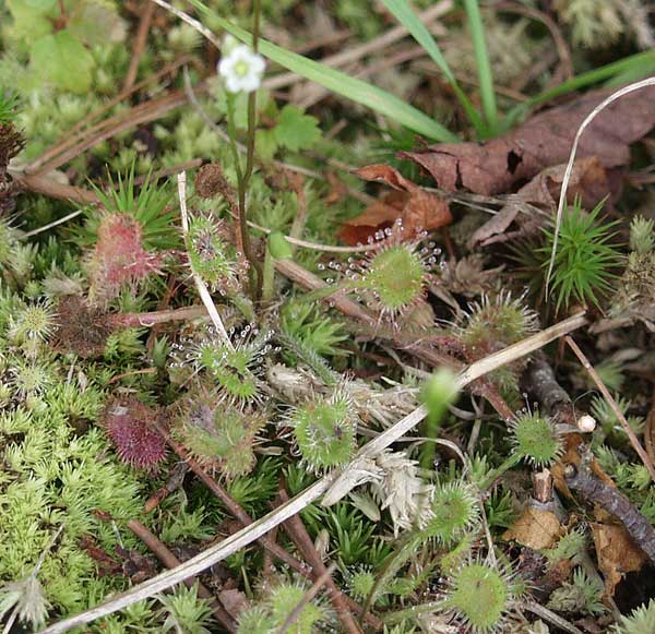 sundew