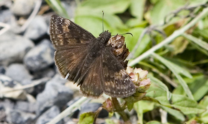 Wild Indigo Duskywing