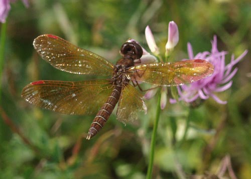 amberwing