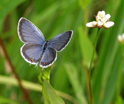 eastern blue