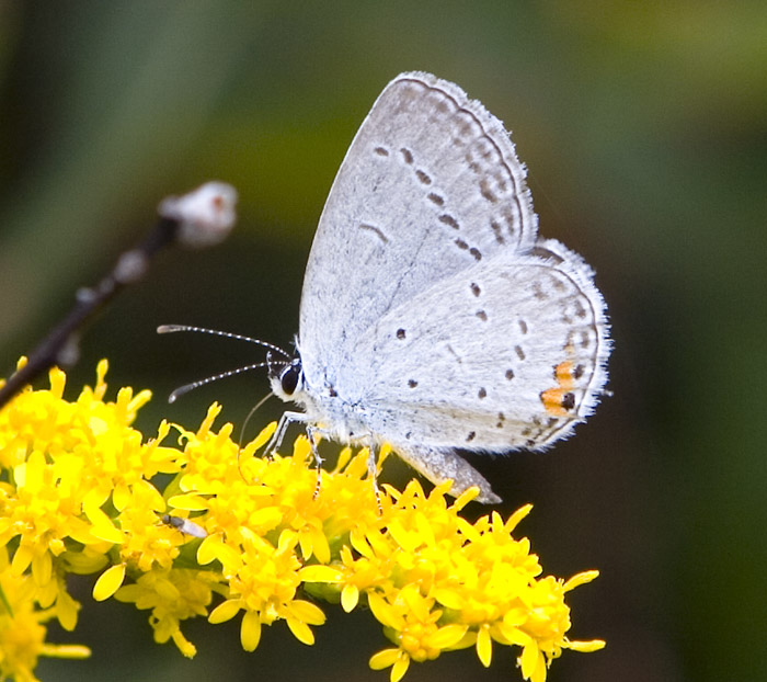 eastern tailed blue butterfly