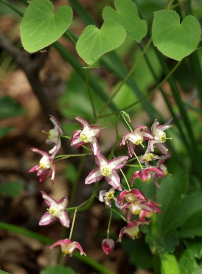 epimedium