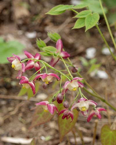 epimedium