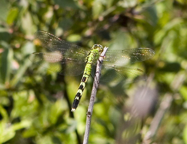 eastern pondhawk