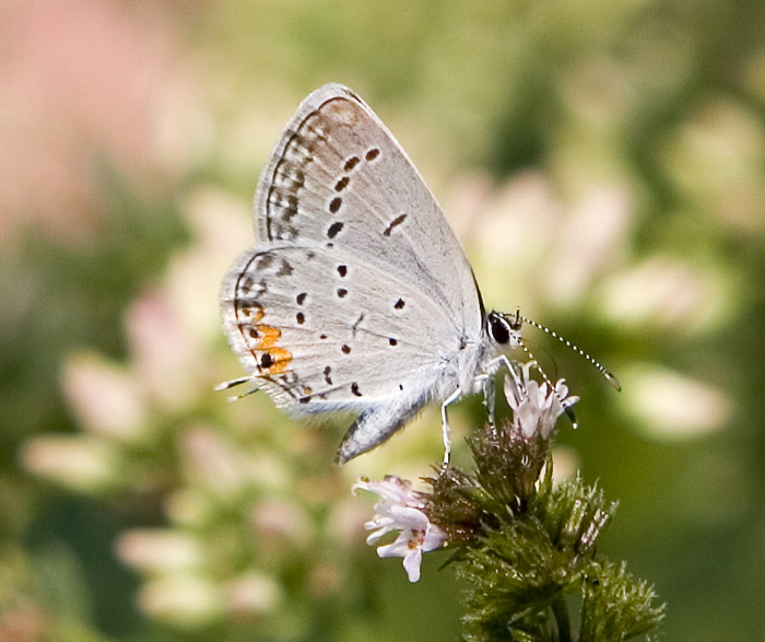 eastern tailed blue