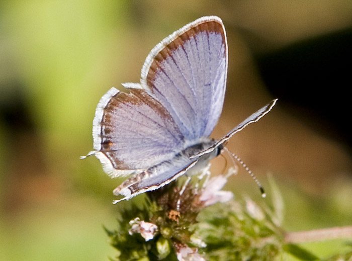 eastern tailed blue