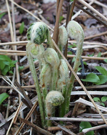 fiddleheads