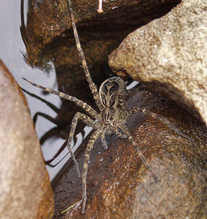 fishing spider