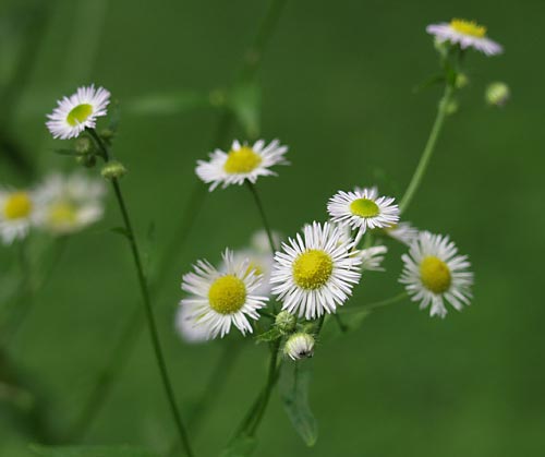 fleabane