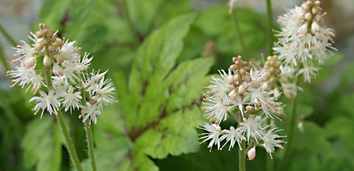 foamflower