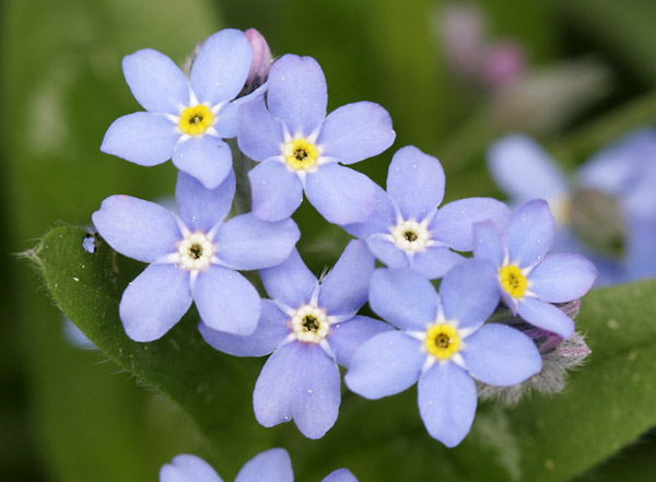 forget-me-not