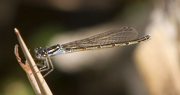 forktail female