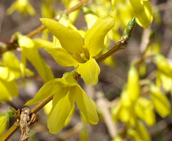 forsythia