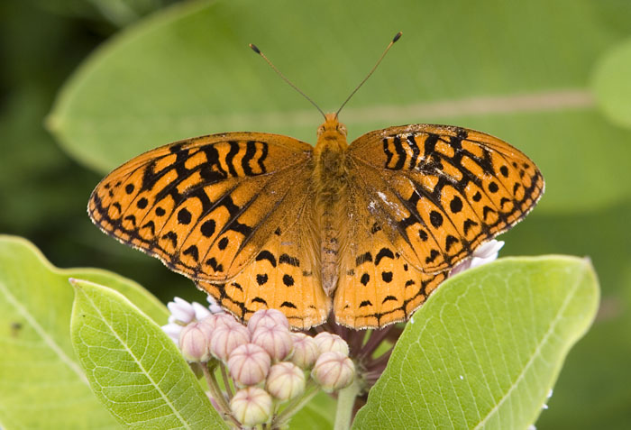 fritillary