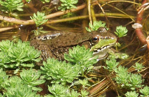 green frog