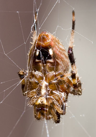 garden orb weaver