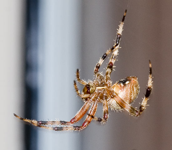 garden orb weaver