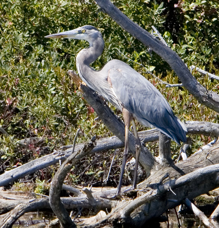 geat blue heron