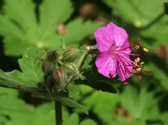 cranesbill