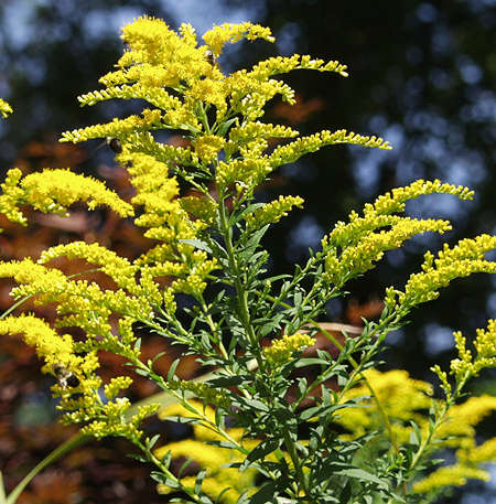 goldenrod