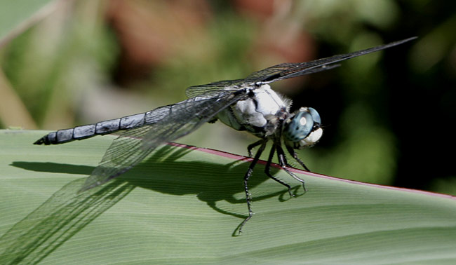 great blue skimmer