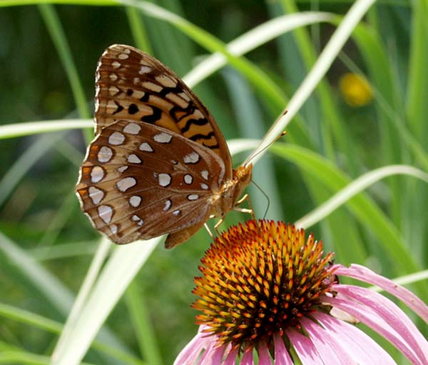 fritillary