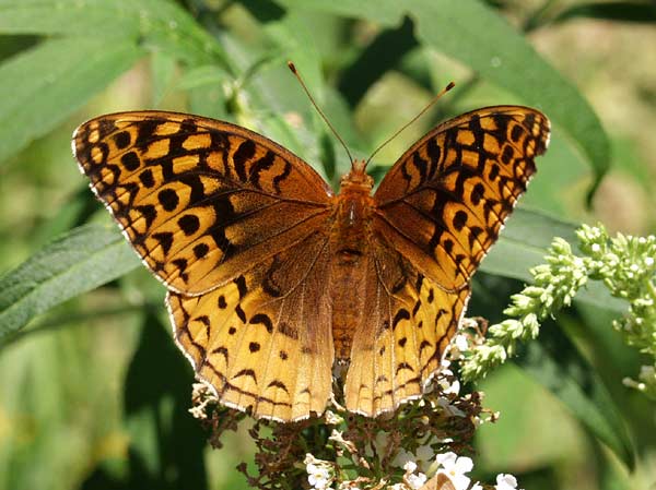 fritillary