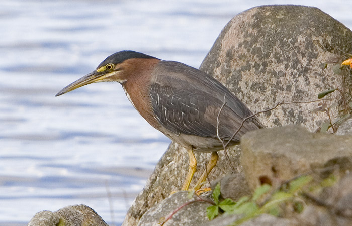 green heron