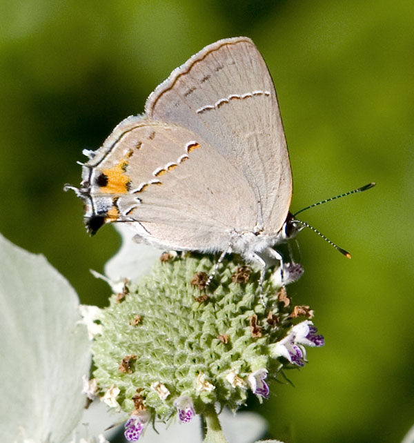 hairstreak