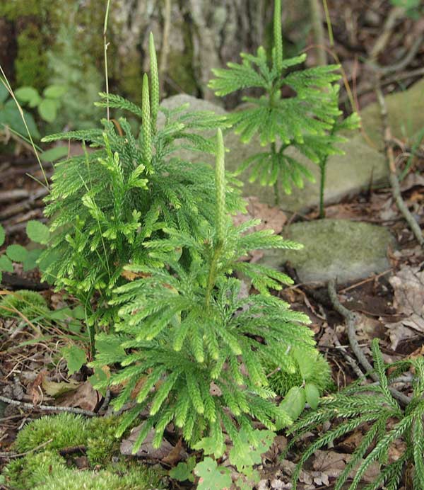 ground pine