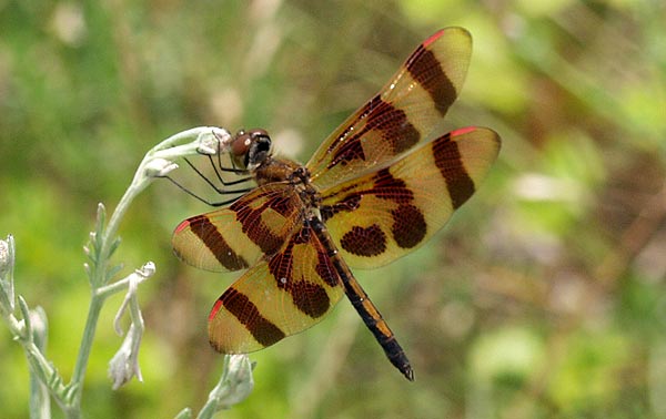 halloween pennant