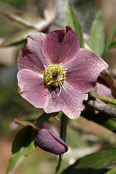 hellebore