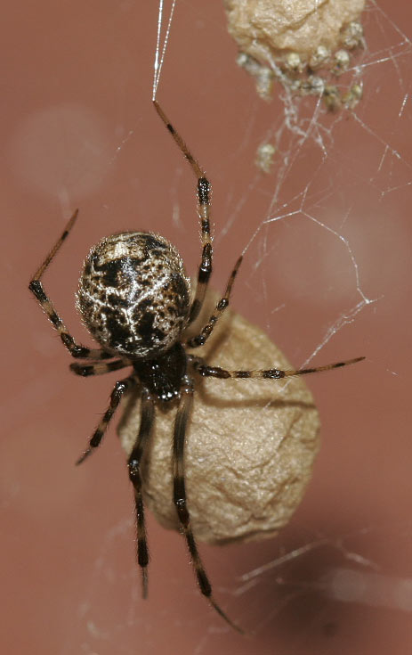 house spider