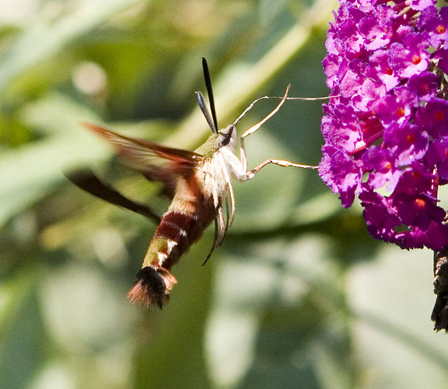 hummingbird moth