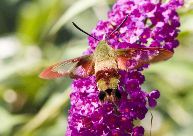 hummingbird moth