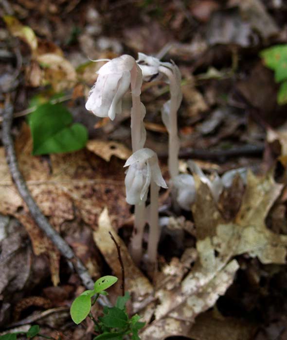 indian pipes