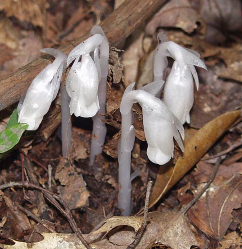 indian pipes