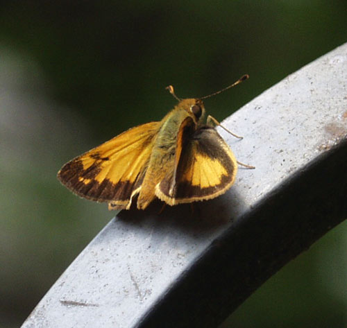 indian skipper