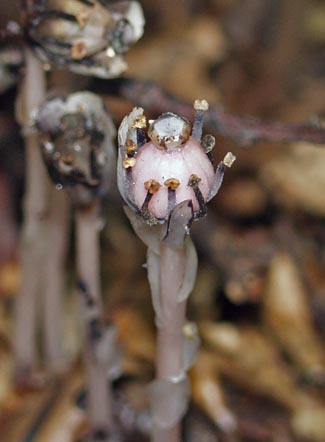 indian pipes