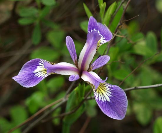 iris setosa