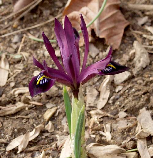 iris reticulata