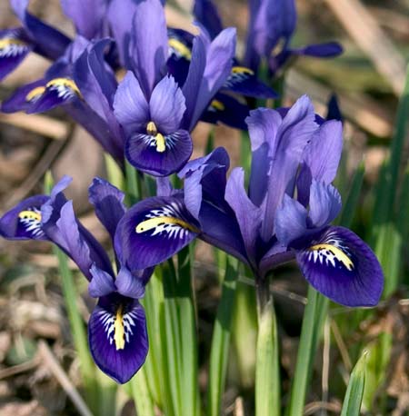 iris reticulata