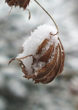 japanese maple