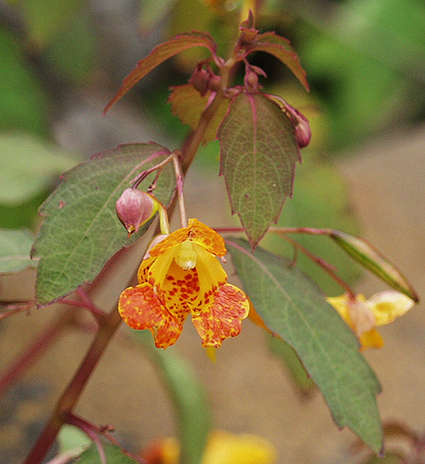 jewelweed