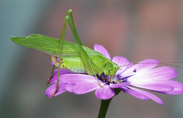 false katydid