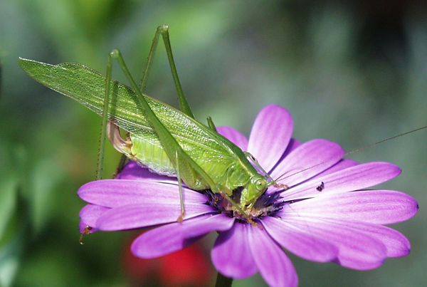 false katydid