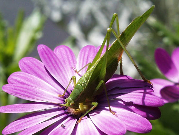 false katydid